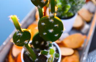 Los vagones - Photo 38