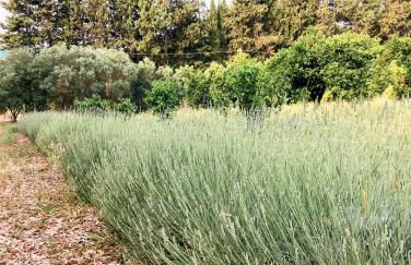 Luna&Limoni Country - Foto 39