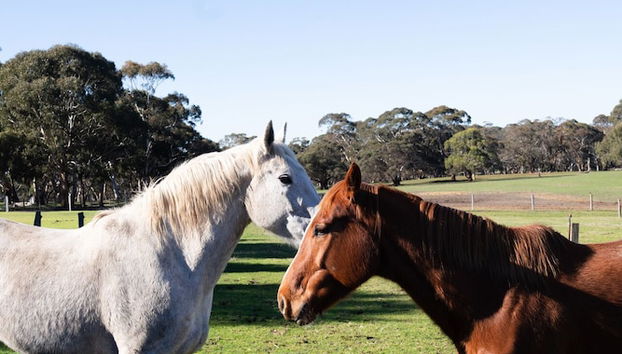 Merilli1885 - Private, Luxury Cottage - Foto 2, Haustierfreundlich
