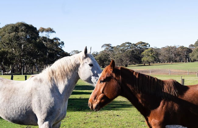 Merilli1885 - Private, Luxury Cottage - Foto 2