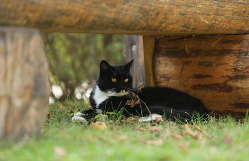 Amselgarten - Foto 8