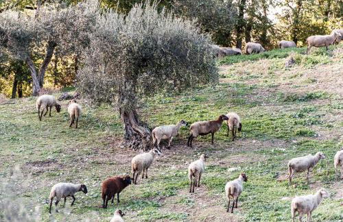 Tenuta San Felice - Foto 36