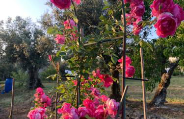 Quinta das Amoras - Au coeur des oliviers - Foto 65