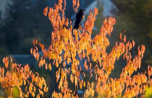 Apartment Perle-Lollipop by Interhome - Foto 24