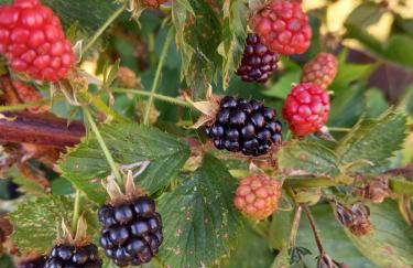 Wickys Igelnest - Foto 77