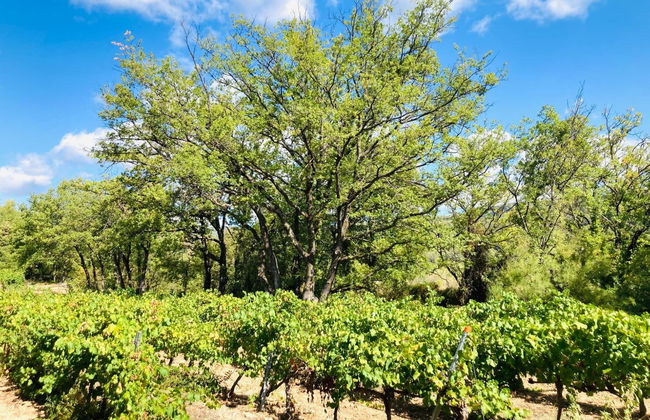 Saint-Michel - Foto 33