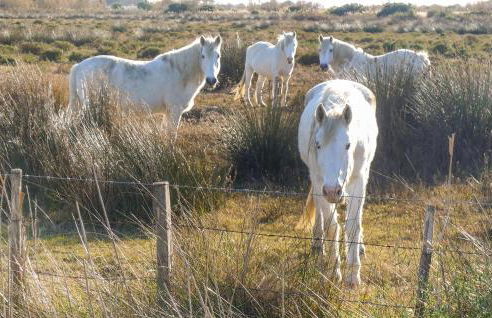 Nice Home In St Gilles - Foto 33