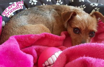 Apartamento Salto del caballo con Parking Incluido - Living Toledo - Foto 3