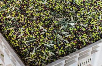 Tenuta San Felice - Foto 42