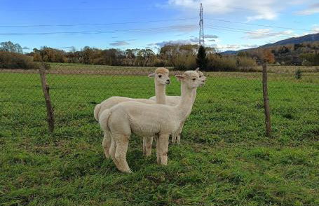 Blisko Lasu - Foto 7