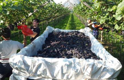 Residence La Colombera - Foto 58