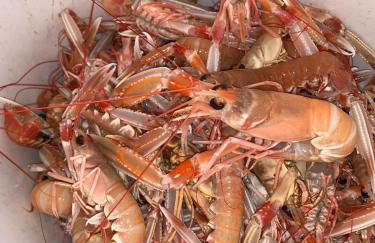 Appartement Vila Fajen - Foto 42