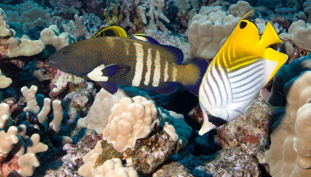Admirando os fundos marinhos de Lahaina