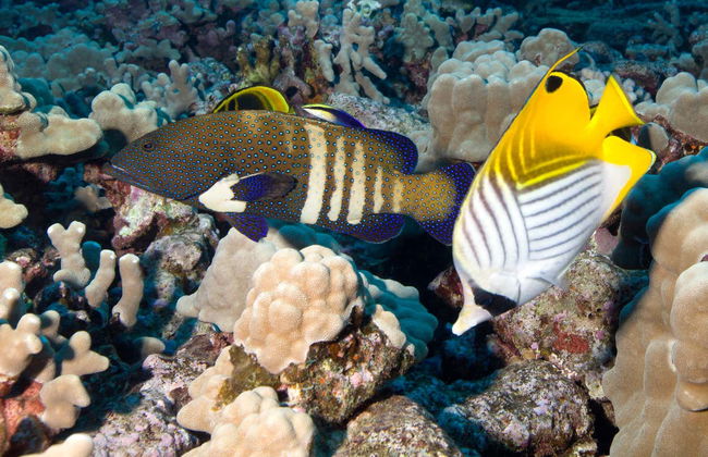 Immersione per principianti a Lahaina - Foto 3