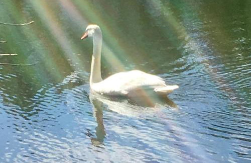 Clear Pond Getaway - Photo 49