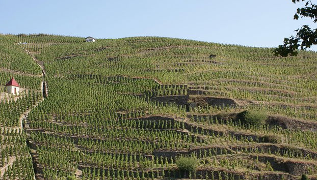 Cote du Rhone Vineyards