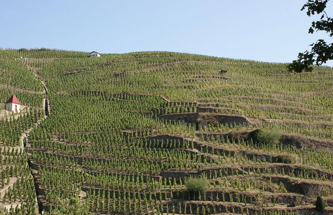 The Original Syrah Wine Tour (2:00 pm - 6:30 pm) - Tour en grupos pequeños desde Lyon - Foto 5