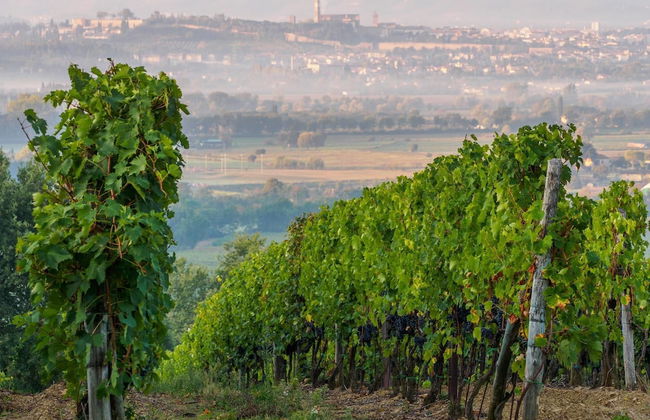 Agriturismo Il Palazzo - Foto 48