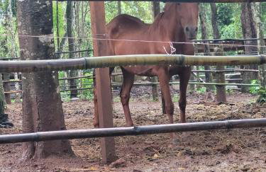 Exclusivo Haras Marilu! - Foto 52