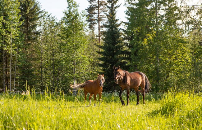 Valkeisen Loma - Foto 43