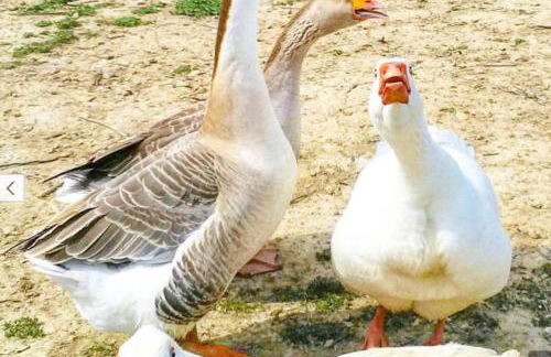 Agriturismo Il Paradiso - Foto 44