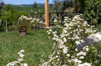 Delightful Cottage facing the vineyard - Foto 28