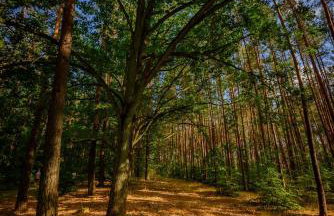 Orzechowy domek - Foto 49