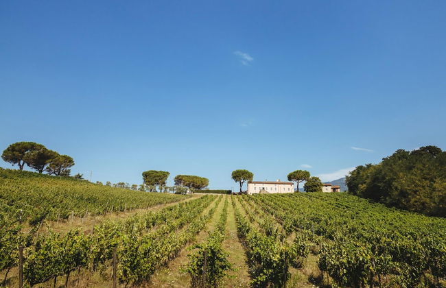 Fattoria Camigliano Wine Estate - Foto 29