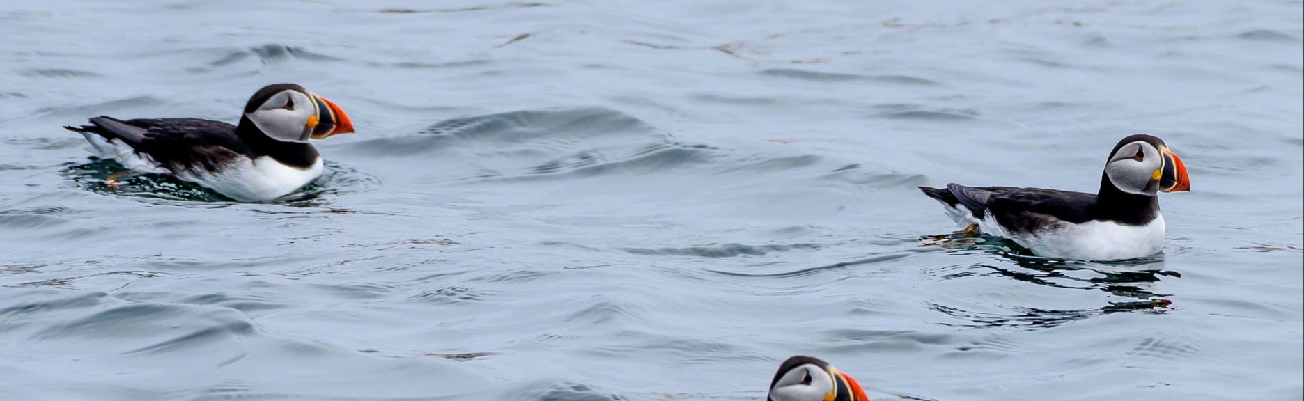 Avvistamento di pulcinelle di mare a Reykjavík