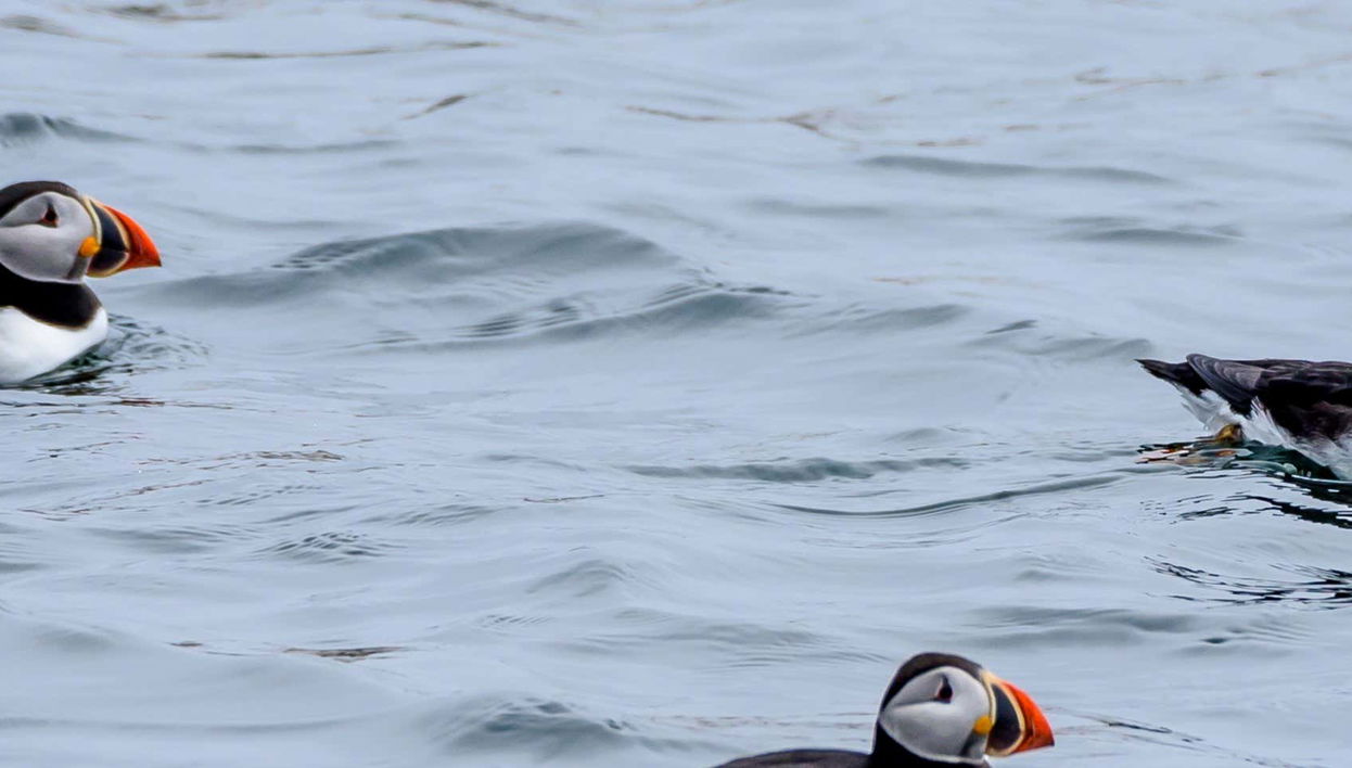 Avvistamento di pulcinelle di mare a Reykjavík