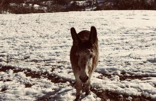 La Collina Degli Ulivi - Foto 25