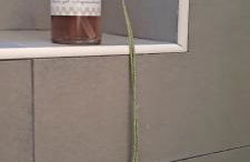 Maison Retrò Napoli - Foto 66