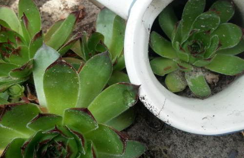 Ferienhaus Emstal in Oberlangen - Foto 19