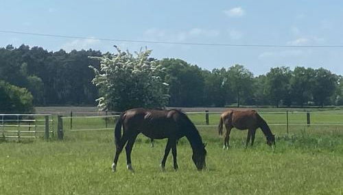 Wunderschöne Ferienwohnung auf dem Bauernhof - Foto 3