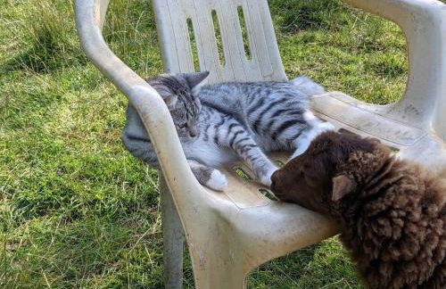 Helenes Ferienwohnung auf dem Bauernhof - Lausitzer Seenland - Foto 36