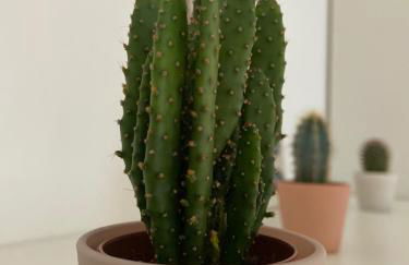 Le Mexico - hyper centre & parking - Foto 14