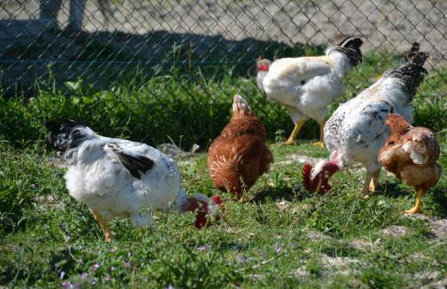 Agriturismo Antico Muro - Foto 18