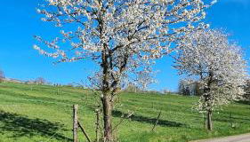 Rengerter Oase - Foto 5