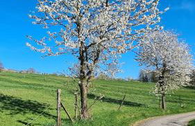 Rengerter Oase - Foto 5