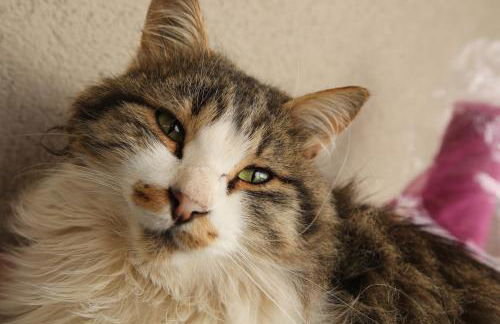 HEAVEN HOUSE - Photo 36