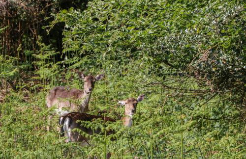 Rose Cottage - Photo 31