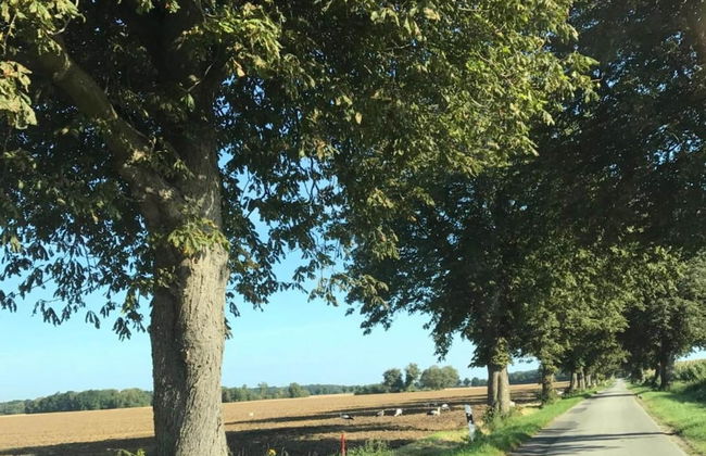 Geraeumige Ferienwohnung in Boddin mit Garten - Foto 34