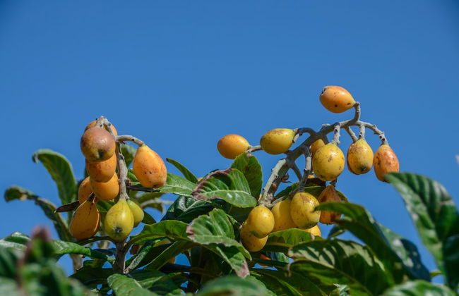 Naxos Cottage - Foto 48