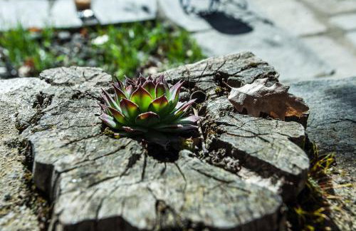 Acorn's Houses, Gray and Green Acorn - Foto 52