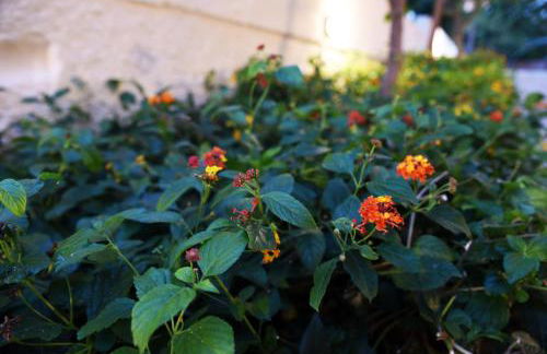 Iolkos Hotel Apartments - Foto 100