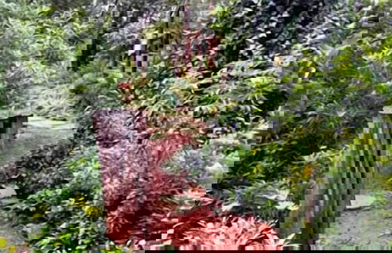 Woodland Gardens - Photo 47