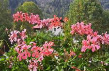 Haus am Kurgarten - Seeberg - Foto 6