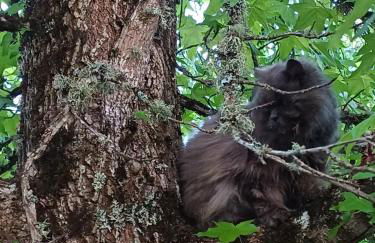 Casa Raposeira - Foto 37