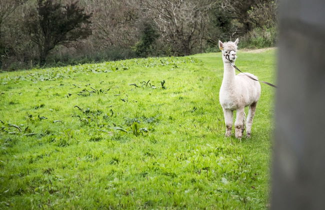 Orchard Cottage - Luxury Barn Conversion - Foto 44
