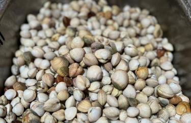 Beachfront Villa with Private Beach Access, Ocean Views, Pool, - Foto 36